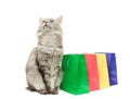 Grey cat with purchases Royalty Free Stock Photo