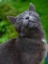 Grey cat purrs with pleasure Royalty Free Stock Photo
