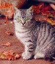 Grey cat on red autumn background close up view. Green-eyed cat. Royalty Free Stock Photo