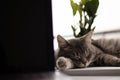 Grey cat relaxing on the windowsill