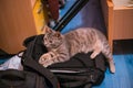 Grey cat resting on a camera bag Royalty Free Stock Photo