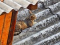 Grey cat resting on the roof