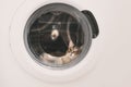 Grey cat resting in a washing machine Royalty Free Stock Photo