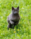 A grey cat is running through a field of grass Royalty Free Stock Photo