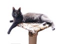 Grey cat. Russian blue cat with Medium length hair. Nebelung is lying on a scratching post