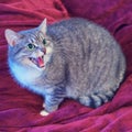 Grey cat scared and hisses angrily sitting on a red bed, close-up Royalty Free Stock Photo