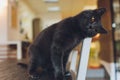 Grey cat scratching head on dirty plastic chair, Rack Focus.