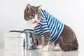 Grey cat in seaman suit on background with chest Royalty Free Stock Photo