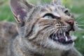 Grey Cat showing its teeth