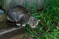 A grey cat sits on the steps of a private house in the village and eats fresh green grass. Funny pets in nature Royalty Free Stock Photo