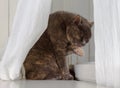 Grey cat sits on white background, licking dirty paw while hiding behind curtains Royalty Free Stock Photo