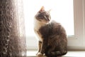 Grey cat sits on the windowsill