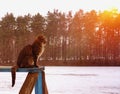 Grey cat sits on wooden board and looking forward.