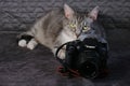 Grey cat sitting behind the camera Canon 600D, Moscow, Russia: 07 05 2019