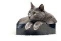 Grey cat sitting in the box Royalty Free Stock Photo