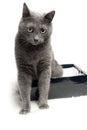 Grey cat sitting in the box with funny expression Royalty Free Stock Photo