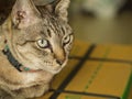 Grey Cat Sitting on The Box Royalty Free Stock Photo