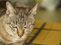 Grey Cat Sitting on The Box Royalty Free Stock Photo