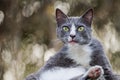 Gray cat sitting in the woods behind the house in the background. Royalty Free Stock Photo