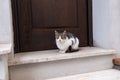 Grey cat sitting in front of brown door Royalty Free Stock Photo