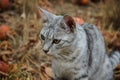 Grey cat sitting in the grass among the apples Royalty Free Stock Photo