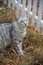 Grey cat sitting in the grass among the apples Royalty Free Stock Photo