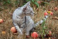 Grey cat sitting in the grass among the apples Royalty Free Stock Photo