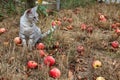 Grey cat sitting in the grass among the apples Royalty Free Stock Photo