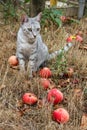 Grey cat sitting in the grass among the apples Royalty Free Stock Photo