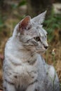 Grey cat sitting in the grass among the apples Royalty Free Stock Photo