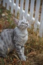 Grey cat sitting in the grass among the apples Royalty Free Stock Photo