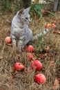 Grey cat sitting in the grass among the apples Royalty Free Stock Photo