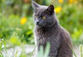 A grey cat is sitting in the grass Royalty Free Stock Photo