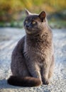 A grey cat is sitting on the ground Royalty Free Stock Photo