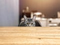 A grey cat is sitting at the kitchen table, waiting for food. A menacing look.