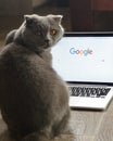 A cat near the laptop