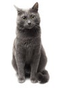 Grey cat sitting over white background Royalty Free Stock Photo