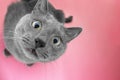 Grey cat sitting on the pink background