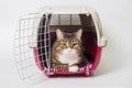 Grey cat sitting in a plastic carrier Royalty Free Stock Photo