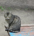 Grey cat sitting on wooden bench Royalty Free Stock Photo