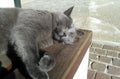 Grey cat