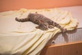 Grey cat sleeping and resting on the bed Royalty Free Stock Photo