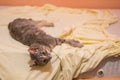 Grey cat sleeping and resting on the bed Royalty Free Stock Photo