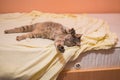 Grey cat sleeping and resting in cute pose on the bed Royalty Free Stock Photo