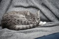 Grey cat sleeping on sofa Royalty Free Stock Photo