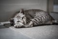 Grey cat sleeping in soft carpet Royalty Free Stock Photo