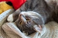 Grey cat is sleeping in straw hat Royalty Free Stock Photo