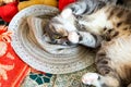 grey cat is sleeping in straw hat Royalty Free Stock Photo