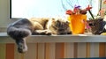 Grey cat sleeping on the windowsill