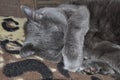 The grey cat sleeps on the bed with its nose covered Royalty Free Stock Photo